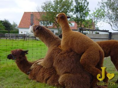 ȷʵ�Ǵ��ˡ���