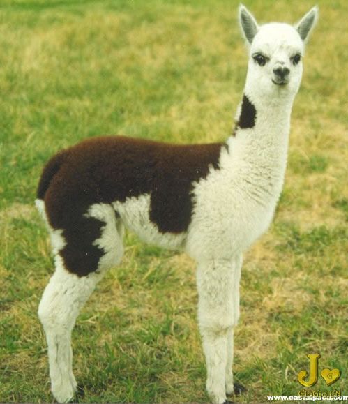 ��������һ�ŵ�ʱ��ȷʵ�򲻿����������ڴ��ˡ���