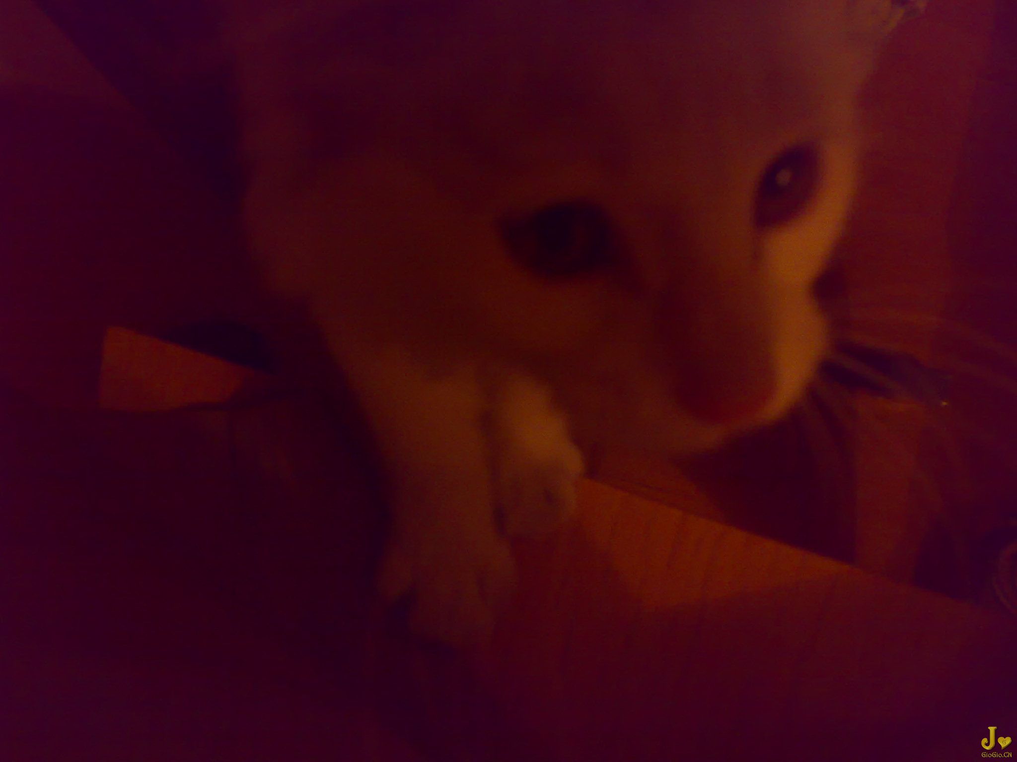 20090629074.jpg