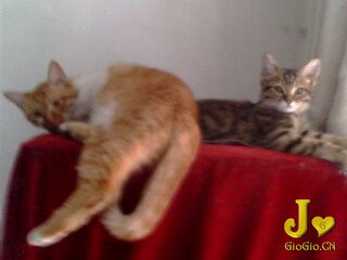 IMG0050A.jpg