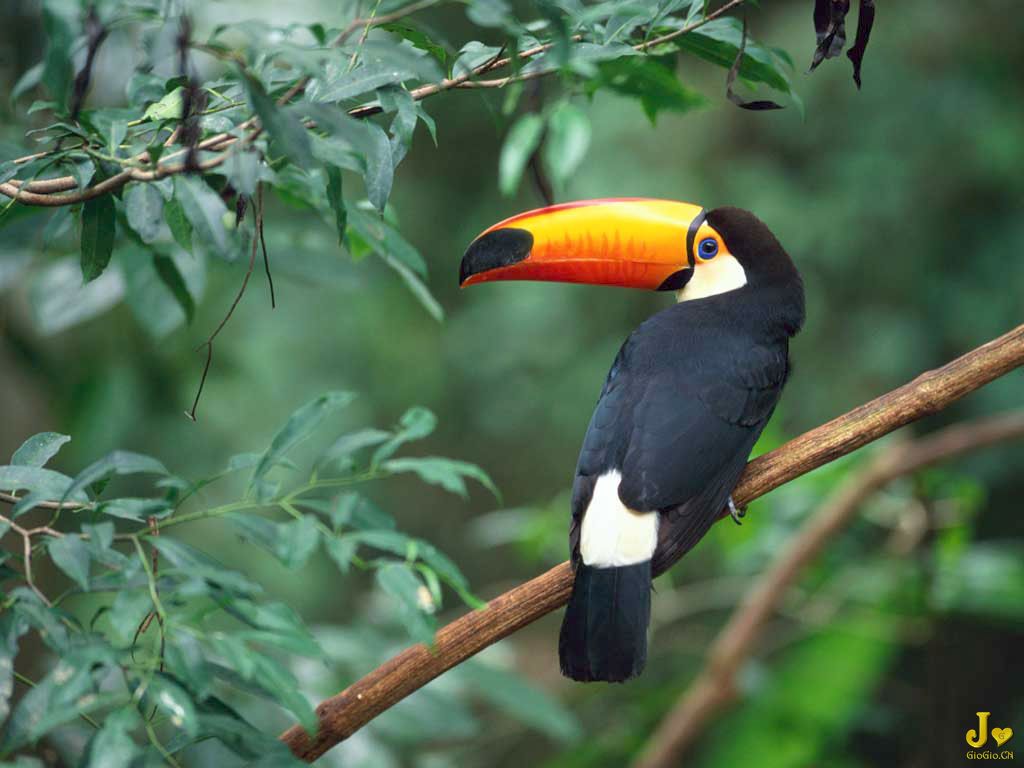 Toco Toucan.jpg