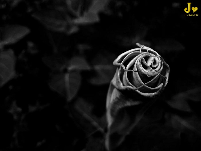 Dark_Flower.jpg